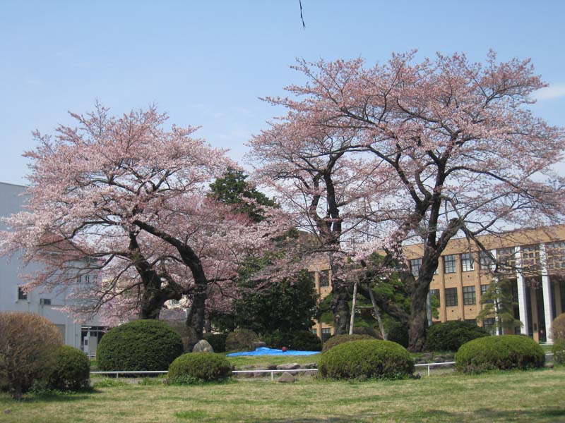 yokoyama